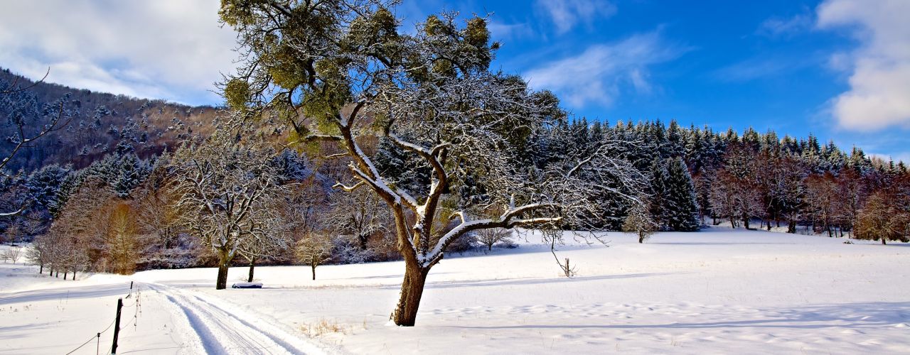 Das Dahner Felsenland in weißer Pracht - Foto: Kurt Groß 