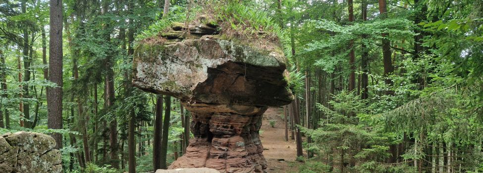 Hexenpilz_Foto Anette Lang