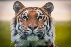 Tiger - Foto: Vier Pfoten Tierart Henning Vösser