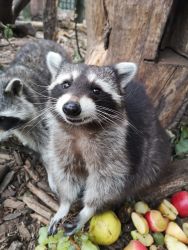 Waschbär - Foto: Vier Pfoten Tierart 