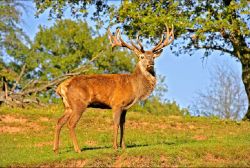Wild- und Wanderpark Silz - Foto: Manfred Kuntz