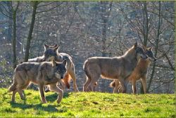 Wild- und Wanderpark Silz - Foto: Manfred Kuntz