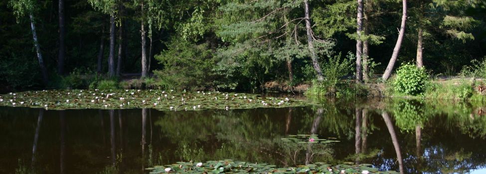Seerosenteich Moosbachtal - Foto Peter Zimmermann