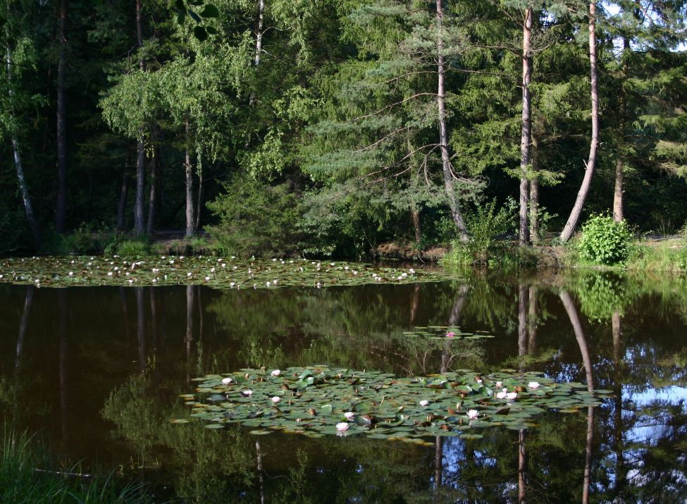 Seerosenteich Moosbachtal - Foto Peter Zimmermann