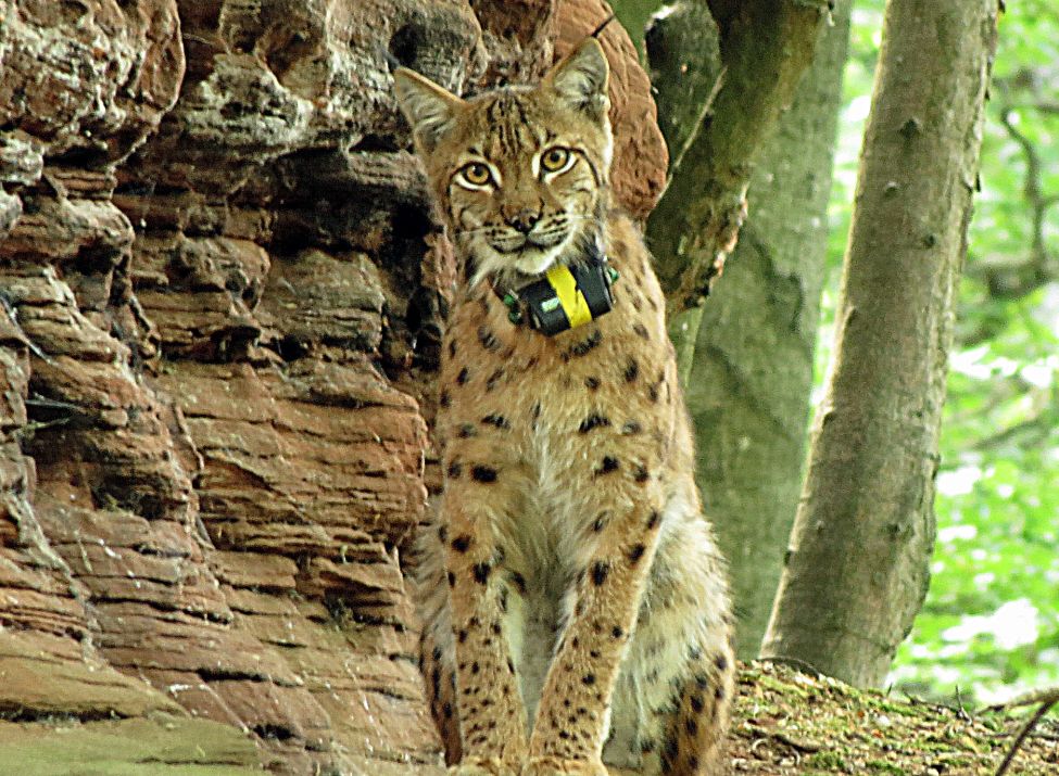 Luchs "Juri" unterwegs im Dahner Felsenland - Foto: Michael R. Schreiber