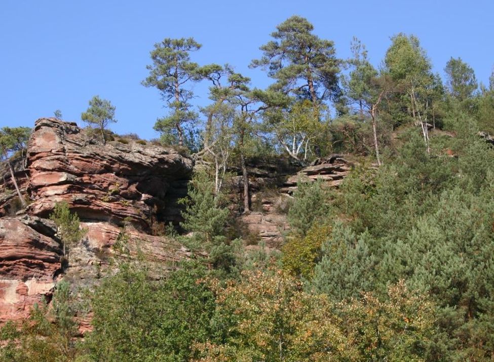 Wolfsfeslen - Foto Jacques Noll